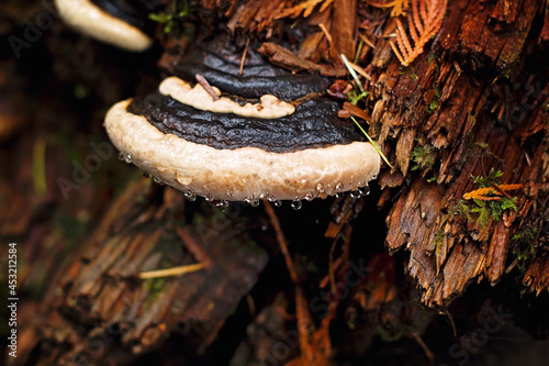 Large bracket fungus on tree photo