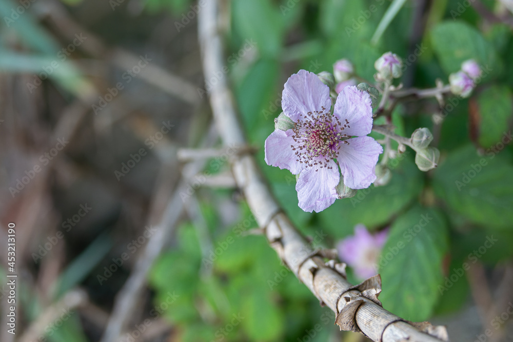 blackberry plant flower close up view Rubus fruticosus blackberry plant flower close up view Rubus fruticosus