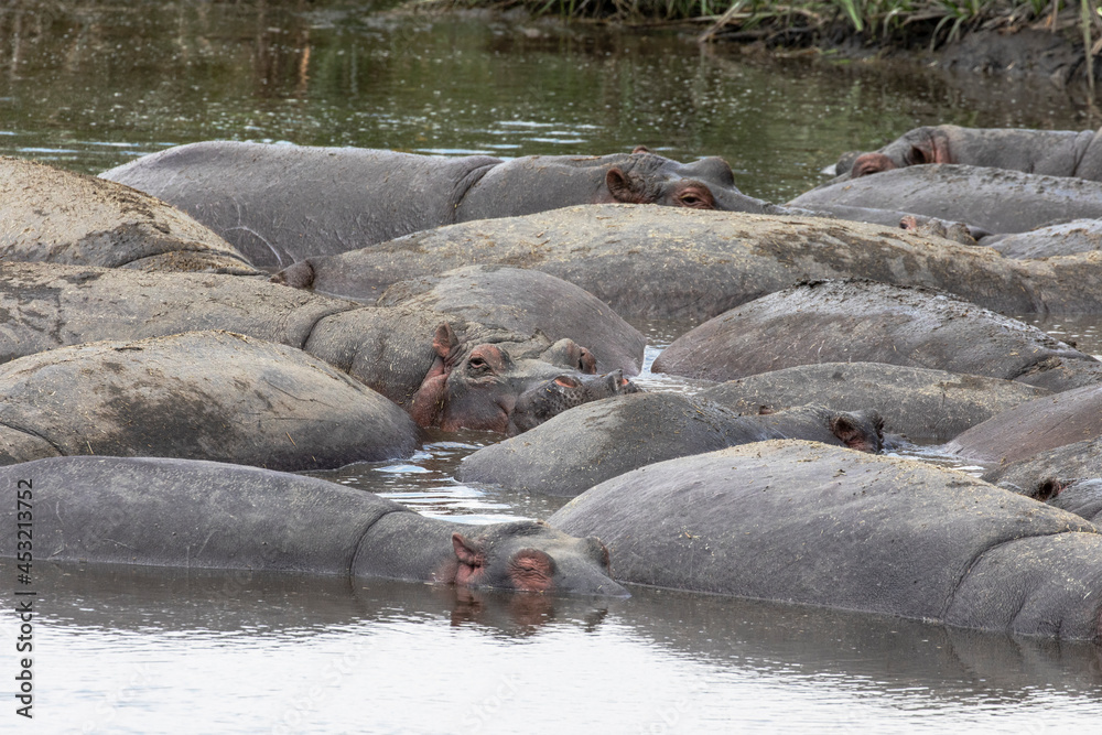 Fototapeta premium Hippos relaxing in a muddy pool of water in Ngorongoro Crater.