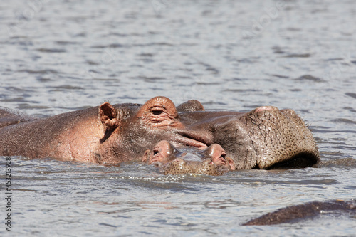 Close-up of hippos relaxing in a lake in Ngorongoro crater.