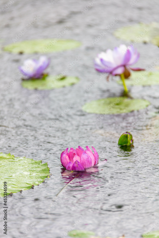 Fototapeta premium 여름