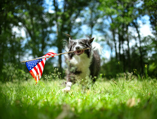 Happy border collie dog running and playing outside and carrying the US American flag. Patriotic concept for 4th of July, Memorial day, Labor day, or other USA holiday.