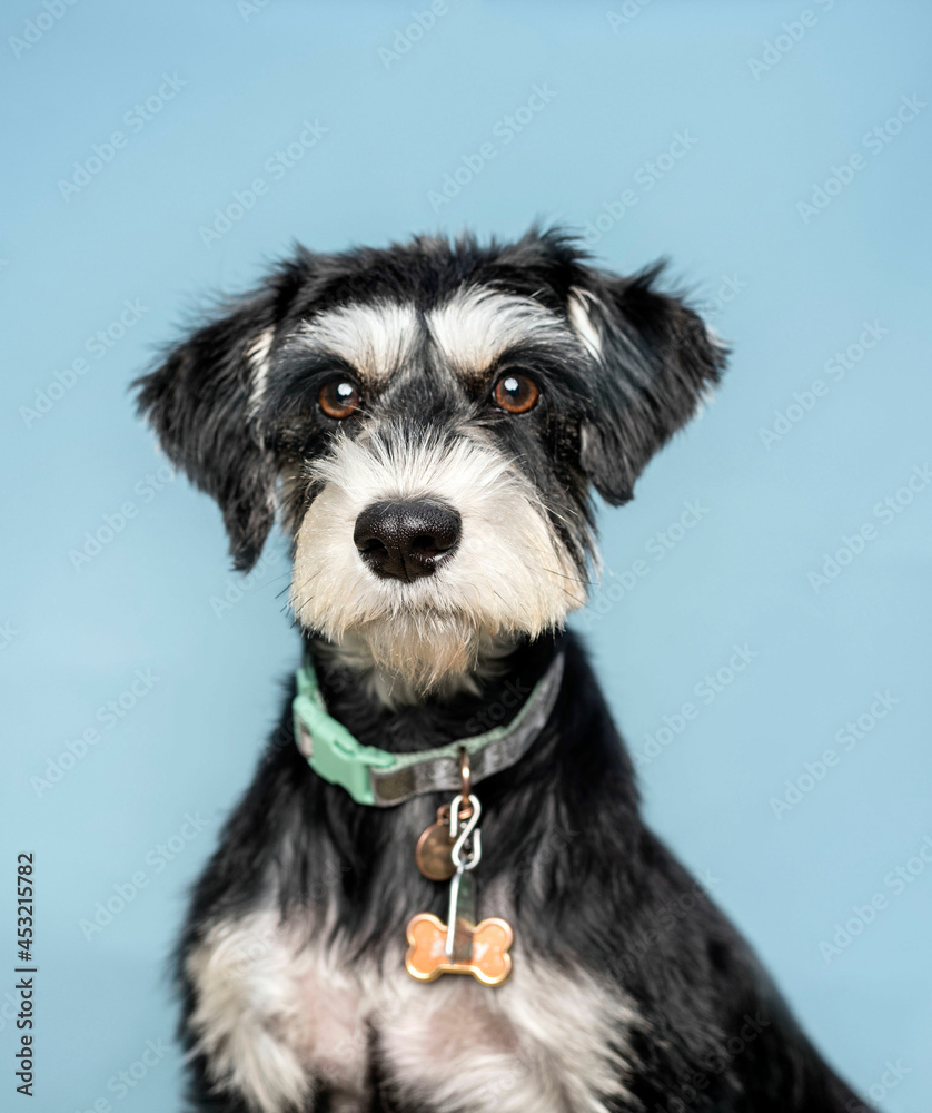 one small black and white schnauzer dog looking to the camera in a studio by a blue background