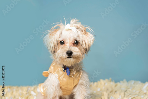 one small white mixed breed dog looking to the camera by a blue background