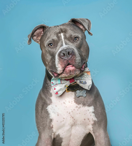 one gray pitbull dog wearing a bow tie looking to the camera by a blue background