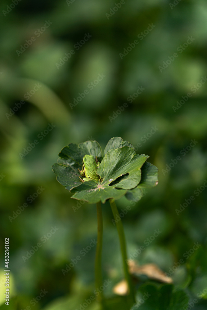 Naklejka premium close up green frog on plant leaf in lake pond nature lillies 