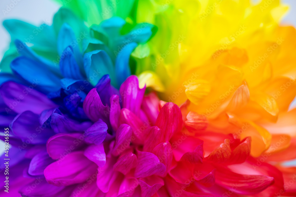 Fototapeta premium Rainbow Flower