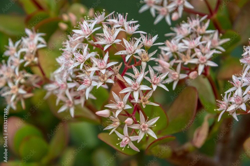 Jade plant in bloom with tiny white and pink flowers Jade plant in bloom with tiny white and pink flowers