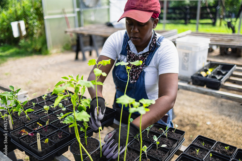 Black Female farmer planting seedlings in greenhouse photo