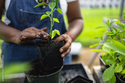 Close up of African American farmers hands planting seedling in pot