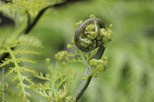 close up of a fern frond