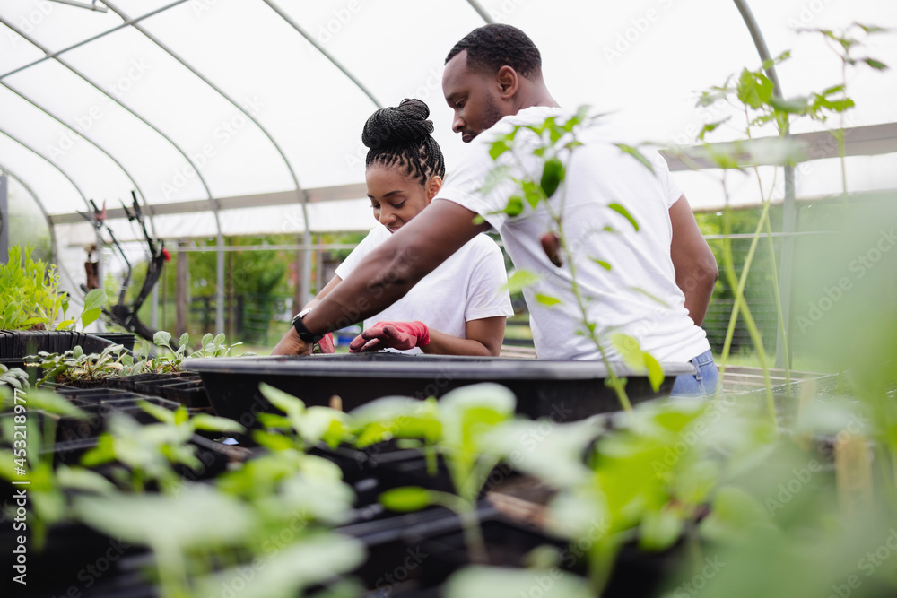 Farmers planting seedlings in greenhouse Farmers planting seedlings in greenhouse