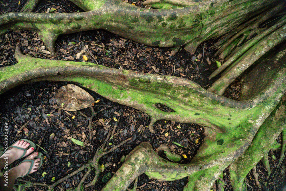 Obraz premium Tropical Jungle 