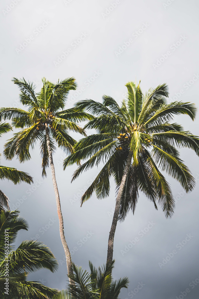 Hawaiian palm trees