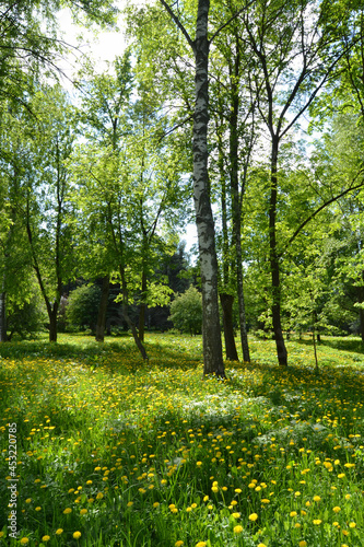 Fototapeta Naklejka Na Ścianę i Meble -  Beautiful spring landscape. Park with old trees, green grass and dandelions.