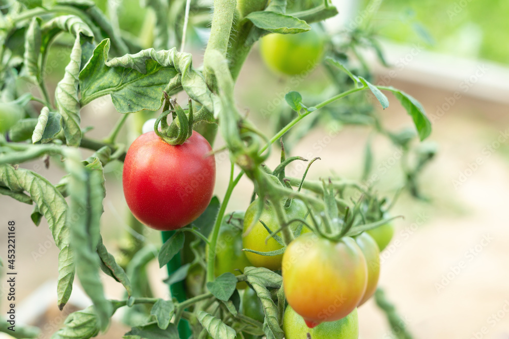 Home grown tomato vegetables growing in greenhouse. Vegetable growing. Farming, gardening concept