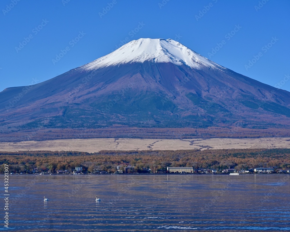 湖畔から見た富士山と白鳥のコラボ情景＠山中湖、山梨