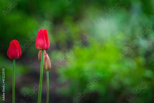 Blooming tulip flower in the garden. Selective focus. Shallow depth of field.