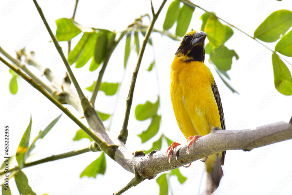 Fototapeta premium Be kind yellow bellied fairy fantail mom on the tree. she find the food for feed baby in the nest.