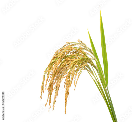 Fotografiet Paddy rice with green blade, Ears of jasmine rice isolated on white background