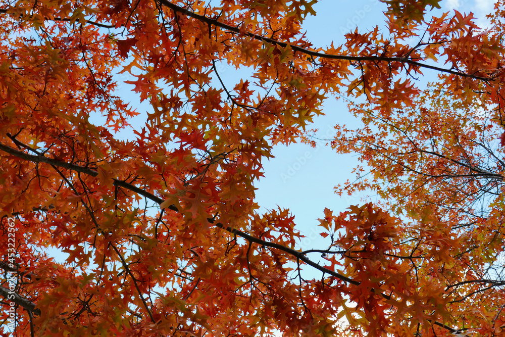 Season of beautiful autumn leaves Beautiful autumn leaves that turned red in autumn in Japan Season of beautiful autumn leaves Beautiful autumn leaves that turned red in autumn in Japan
