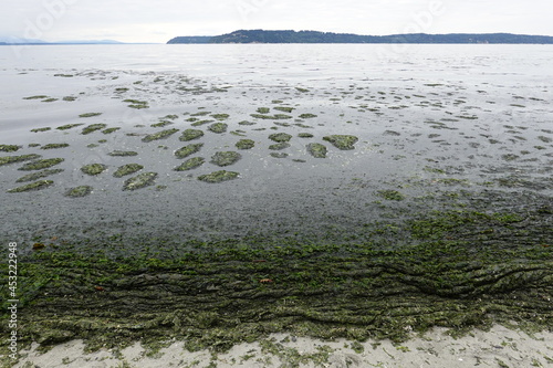 Harmful blue-green algae at beach. photo
