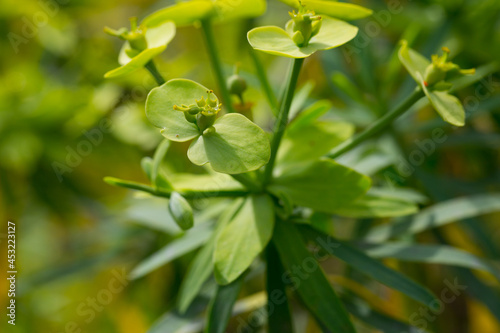 Inflorescence of Euphorbia regis-jubae plant at sunny day