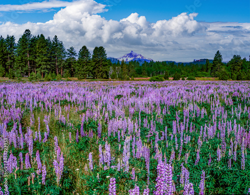 A field of lupine flowers in the spring season with Mt Washington in the background near Sisters, Oregon.