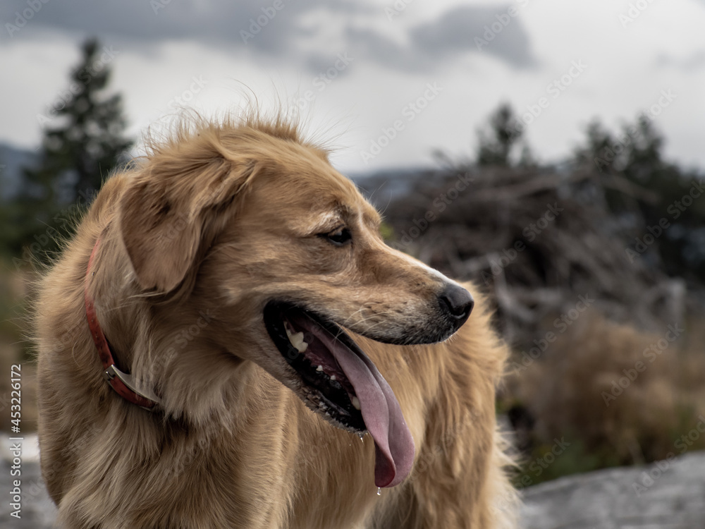 Beautiful dog in a clearing on a cloudy day Beautiful dog in a clearing on a cloudy day