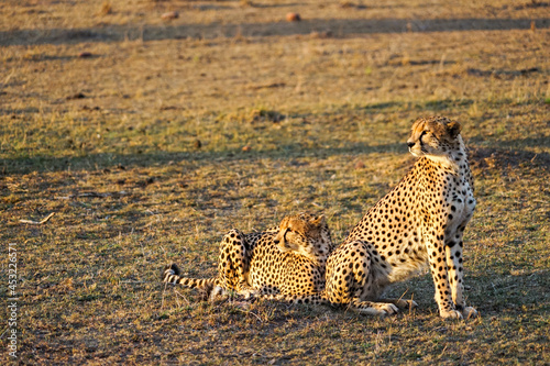 Two beautiful cheetahs staring at the rising sun (Masai Mara National Reserve, Kenya)
