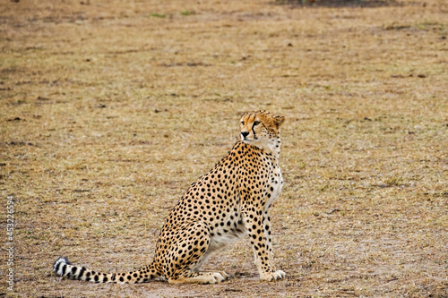 A dignified cheetah sitting in the savanna (Masai Mara National Reserve, Kenya)