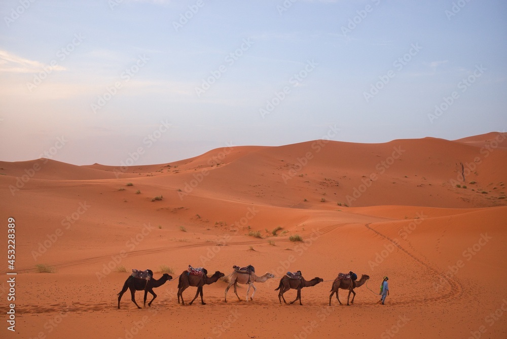 Fototapeta premium camels of Sahara