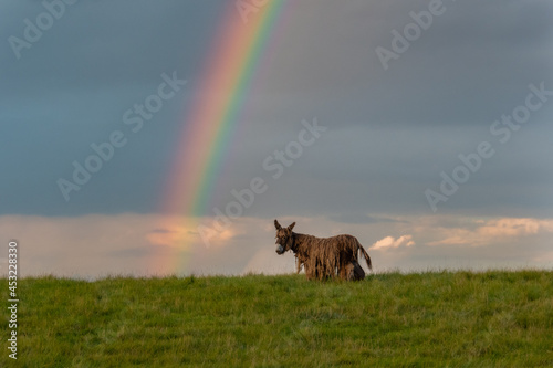 Baudet du Poitou donkey in the Michigan countryside - Michigan - USA