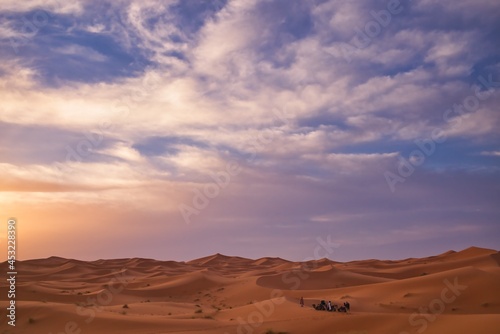 camels of Sahara