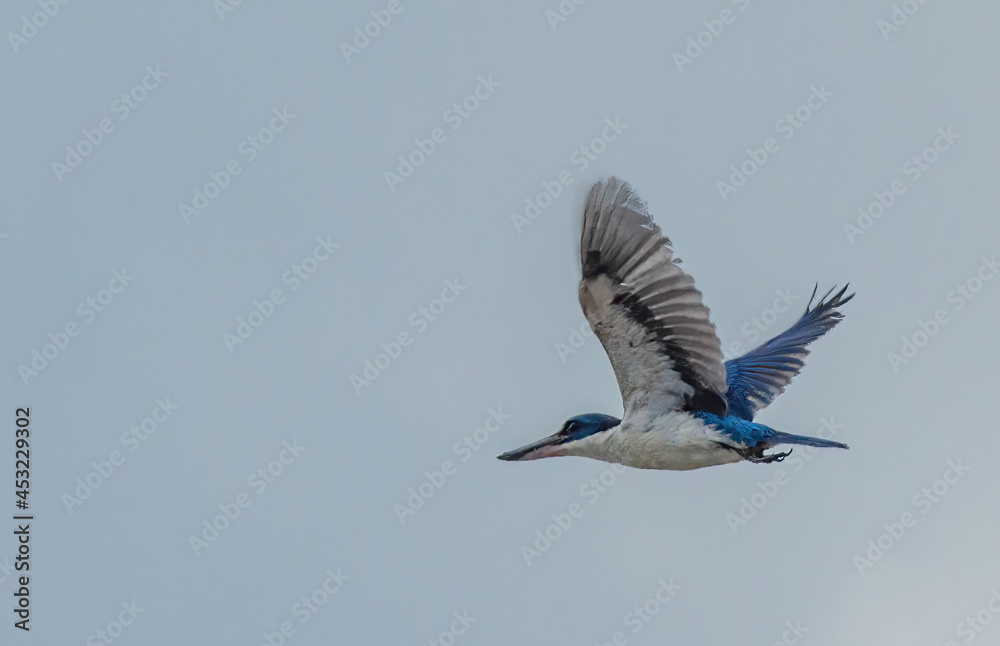Obraz premium kingfisher in flight