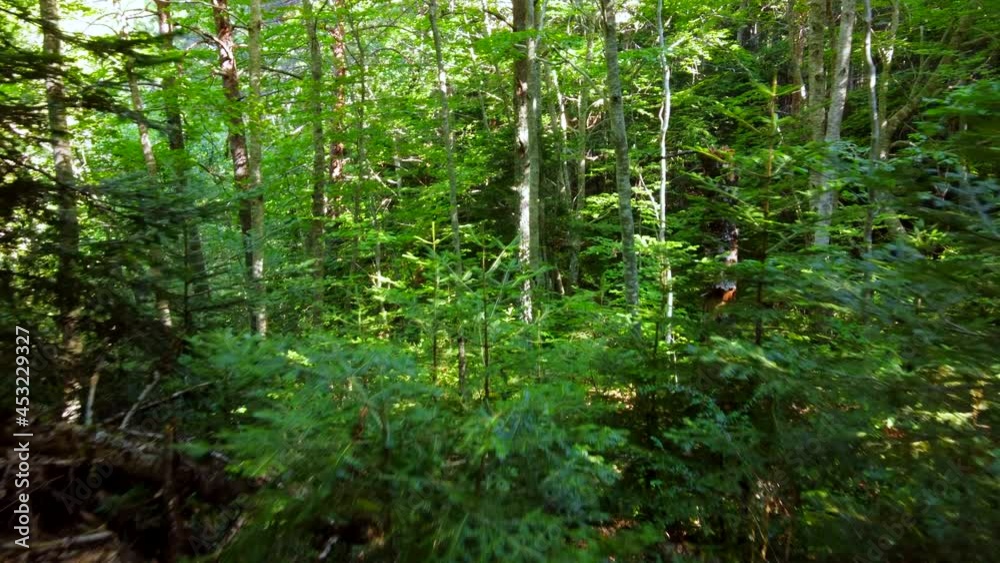 Aerial View Of a Beautiful Green Trees In The Forest Aerial View Of a Beautiful Green Trees In The Forest