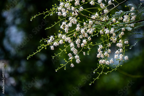 The Albizia Leucocephala in bloom on the roadside after rain