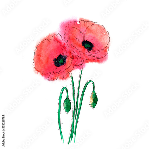 Watercolor poppies element, hand drawn floral illustration, red field flowers isolated on a white background.