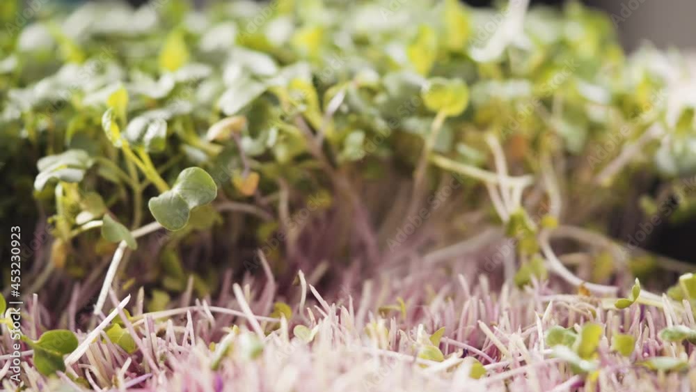 Harvesting radish microgreens from a large plastic tray. Harvesting radish microgreens from a large plastic tray.