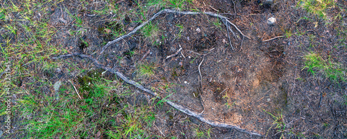 The roots of trees in the ground, covered with grass. Hiking trails.