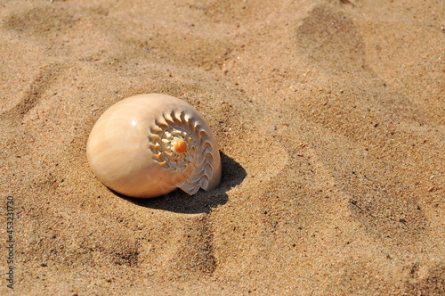 Seashell on the beach sand.