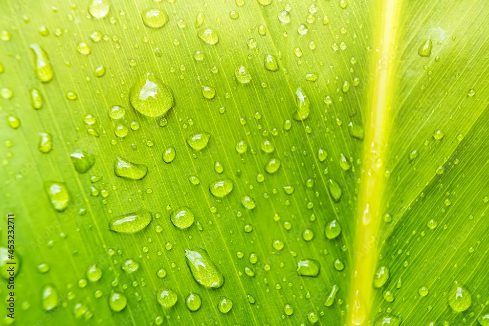 Macro closeup of Beautiful fresh green leaf with drop of water in morning sun nature background. Macro closeup of Beautiful fresh green leaf with drop of water in morning sun nature background.