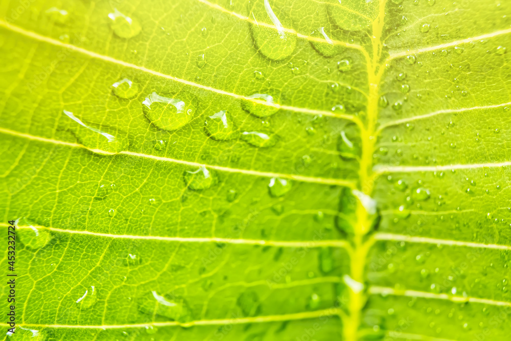 Macro closeup of Beautiful fresh green leaf with drop of water in morning sun nature background. Macro closeup of Beautiful fresh green leaf with drop of water in morning sun nature background.
