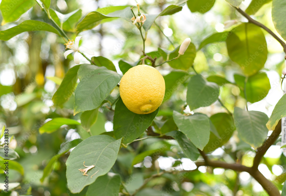 Ripe lemon growing on a branch