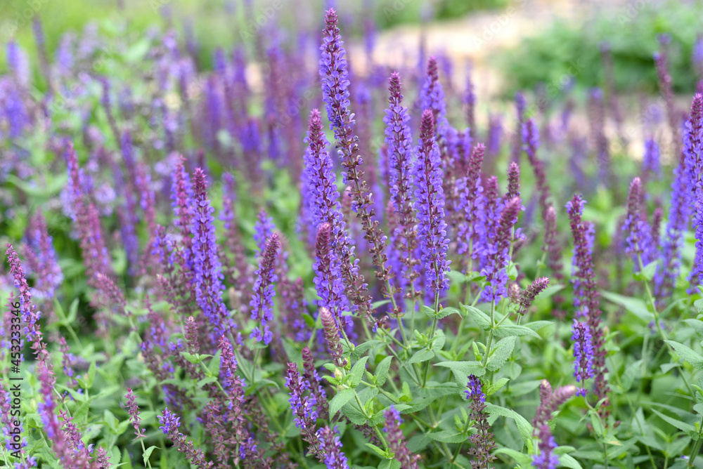 Obraz premium Lavender flowers on green background