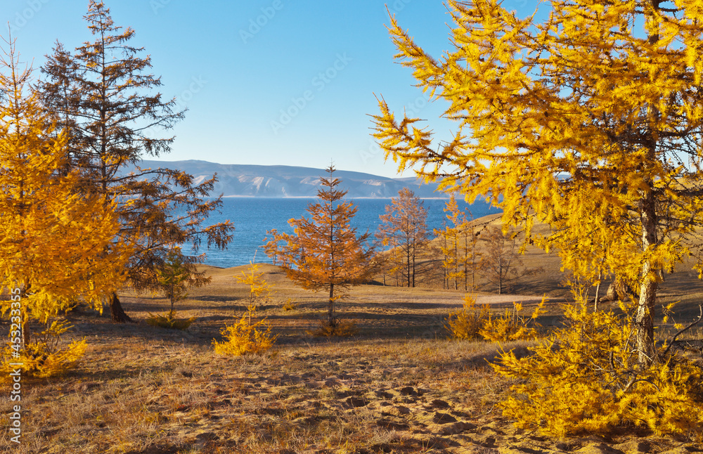 Baikal Lake during leaf fall. Bright autumn landscape with yellow larch trees on the bank of Olkhon Island at sunset. Golden autumn background