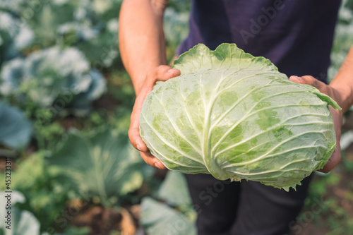 Harvesting cabbage. in the hands of green cabbage. Fresh cabbage from farm field. View of green cabbages plants. Vegetarian food concept.Fresh green cabbage maturing heads growing in vegetable farm.