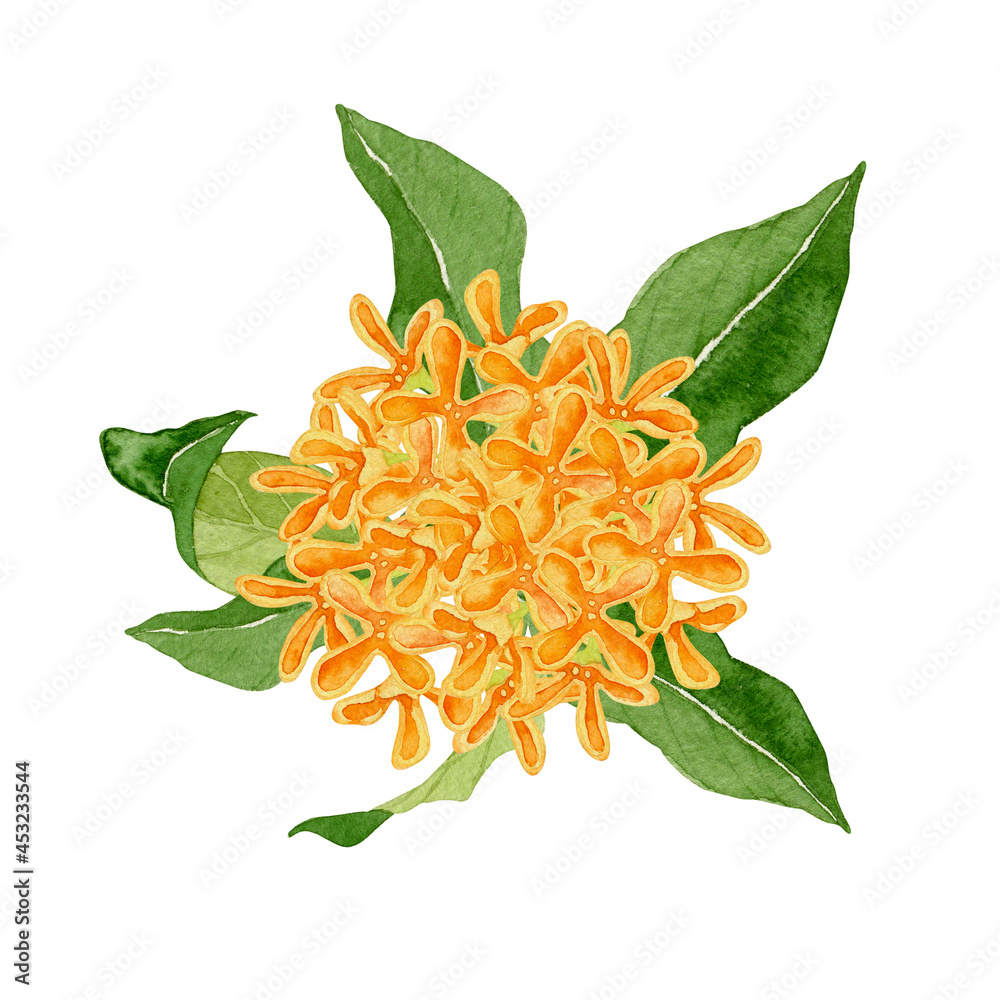 金木犀 キンモクセイ 花 水彩 イラスト Illyustraciya Stock Adobe Stock