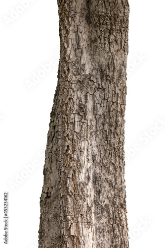 Trunk isolated on a white background with clipping path.
