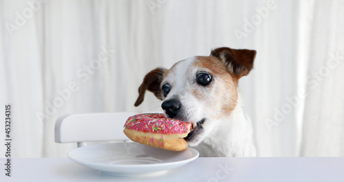 Adorable Jack Russell Terrier dog stealing sweet pink donut served on plate on table in white background
